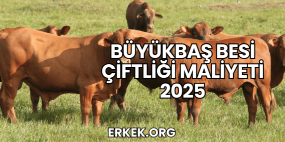 Büyükbaş Besi Çiftliği Maliyeti 2025