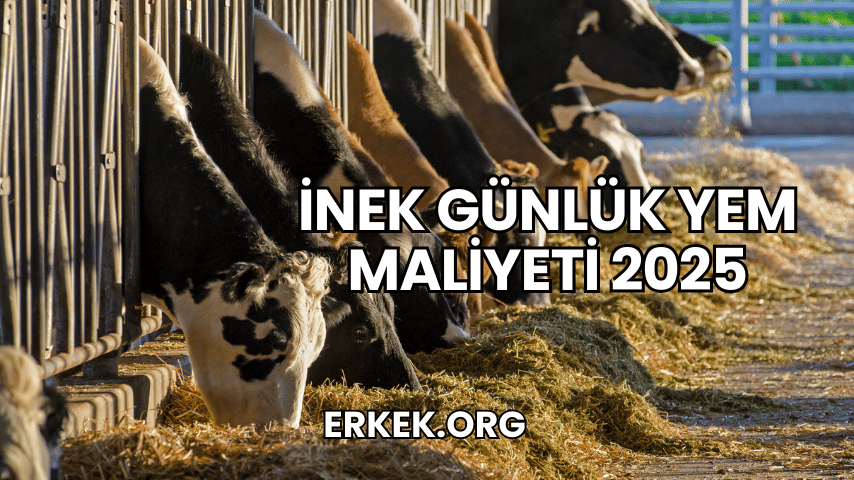İnek Günlük Yem Maliyeti 2025