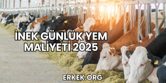 İnek Günlük Yem Maliyeti 2025