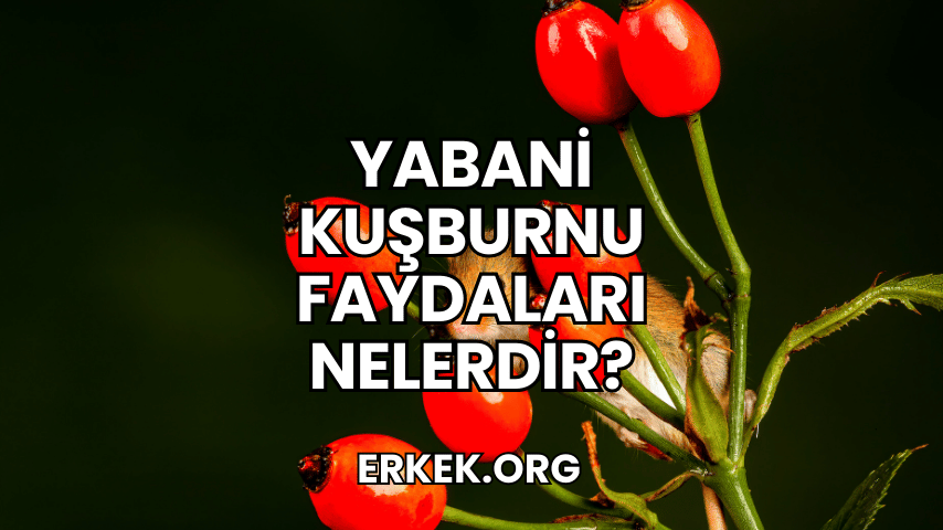 Yabani Kuşburnu Faydaları Nelerdir?