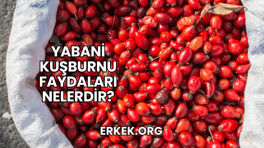 Yabani Kuşburnu Faydaları Nelerdir?