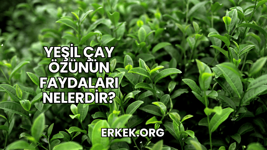 Yeşil Çay Özünün Faydaları Nelerdir?